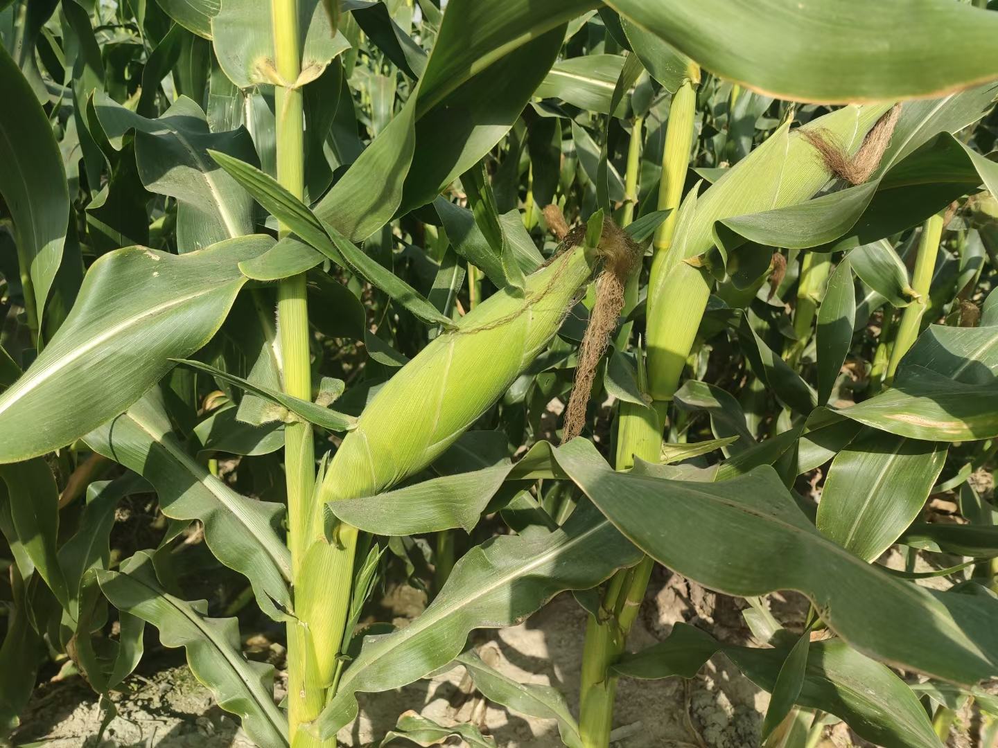 正在采摘水果玉米的农民