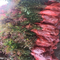 优质观赏品种南天竹秋天观叶冬季观果基地大量批发