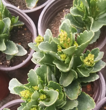 [长寿花批发]长寿花 玛格丽特价格4.00元/棵 - 一亩田