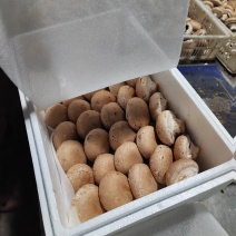奥吉特牛排菇绿色富硒有机食品