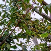 闽侯灵峰青橄榄甜种橄榄，原产地直销，自家果园