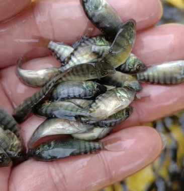 海南一号罗非鱼苗生长快抗病能力强苗场直供批发零售