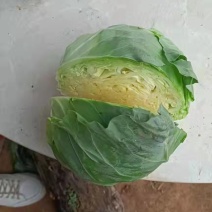 产地大量销售甘蓝菜，个大，包的紧需要来产地看货订购，量大