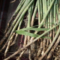 园林芦苇干苗大量走货量大从优