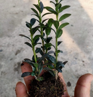 [冬青苗批发]直立冬青小苗,新品种,有广泛的市场前景.价格6.