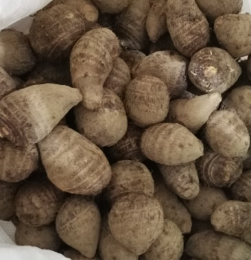 紫山药生姜芋头