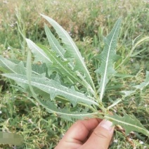 紫花苦菜(乳苣)