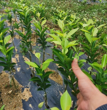 [新会柑苗批发]新会柑苗,也叫茶枝柑,陈皮柑,剥皮柑,广西浦北县金街