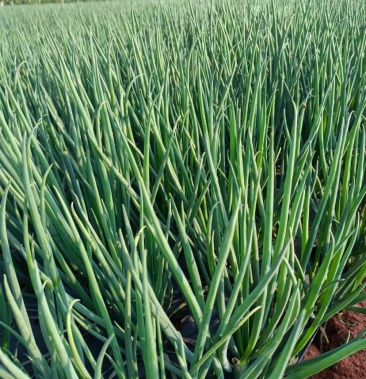 云南小香葱黑葱蔬菜葱蒜类