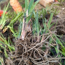 菖蒲