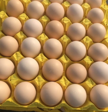 鸡蛋批发零售白蛋粉蛋天气玉米黄中号蛋正大鸡蛋餐饮蛋安全