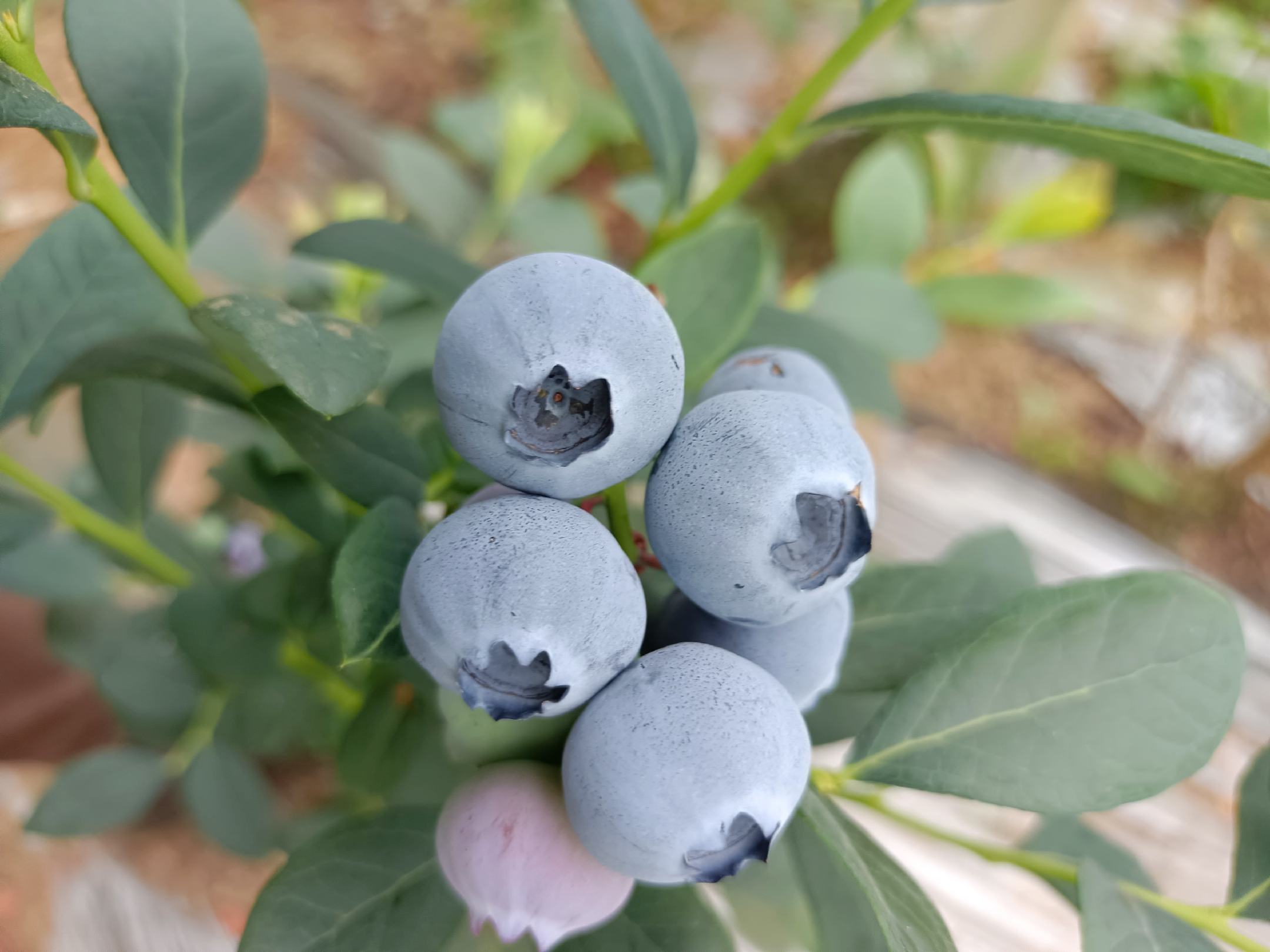 薄雾蓝莓与奥尼尔蓝莓果实对比图