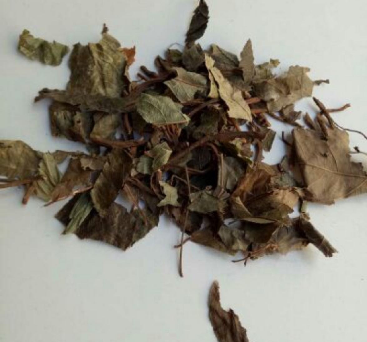 人参锈病叶片上出现橙黄色锈斑,背面可见孢子堆,叶片干枯脱落 人参锈病叶片症状