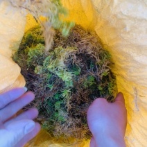 贵州黔南布依族专业种植海花草基地大量批发销售