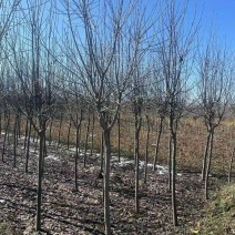 6公分紫叶稠李
