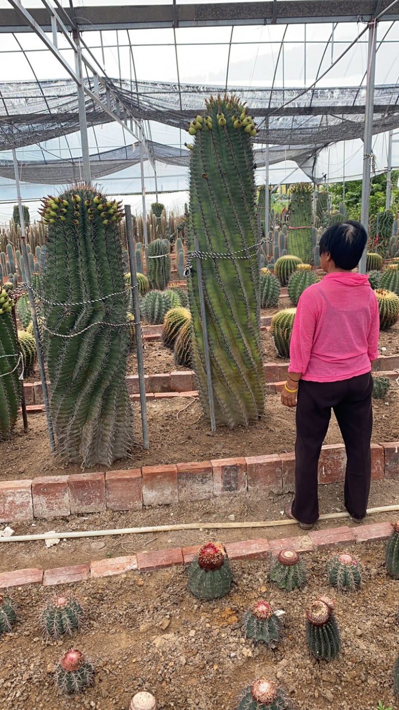 仙人球多肉法师多肉桃蛋多肉佛珠吊兰天鹅绒紫乐吸财树胭脂云红宝石