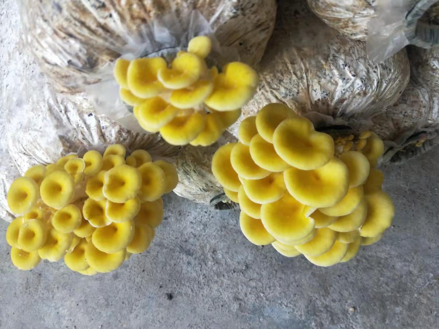 黄平菇特写
