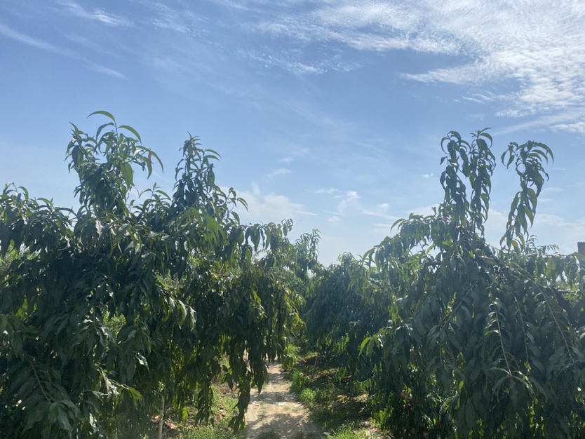 标准化套袋栽培的红不软桃果园航拍图
