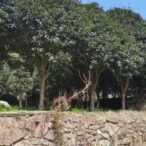 高成活率成活率高量大从优桂花树