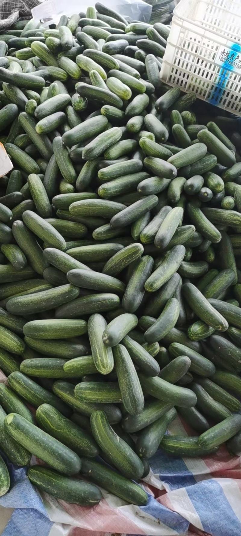 吊瓜黄瓜台青瓜