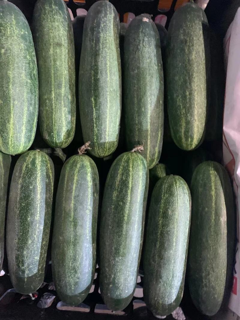 吊瓜黄瓜台青瓜