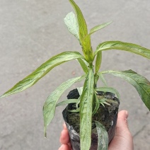水生植物