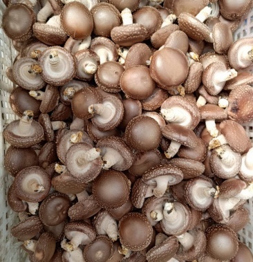 [鲜香菇批发]平泉鲜香菇价格4.50元/斤 - 一亩田