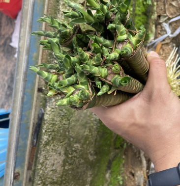 富贵竹多头龙竹水养带根桌面盆栽水培室内植物鲜花净化空气