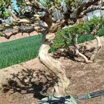 处理一批金银花盆景小桩，3年的可盆栽可地栽