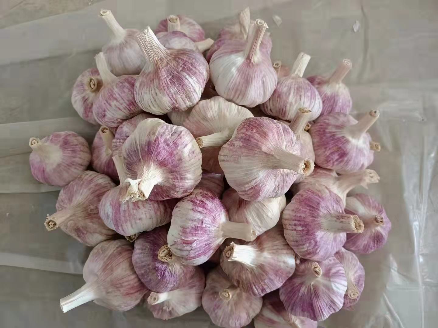 紫皮大蒜切片浸泡于透明玻璃酒坛中，液体呈淡琥珀色，坛身标注"山东金乡产·蒜素富集型"字样