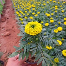 万寿菊