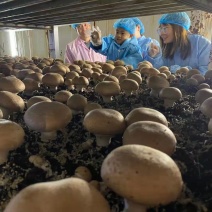奥吉特牛排菇口蘑