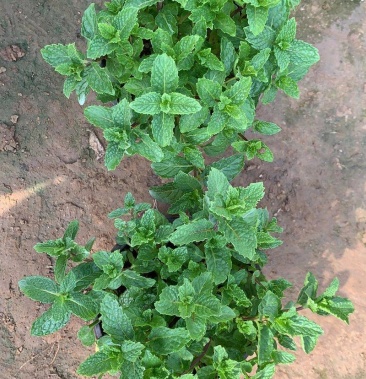 薄荷留香型薄荷可食用薄荷产地直发保质保量欢迎进店