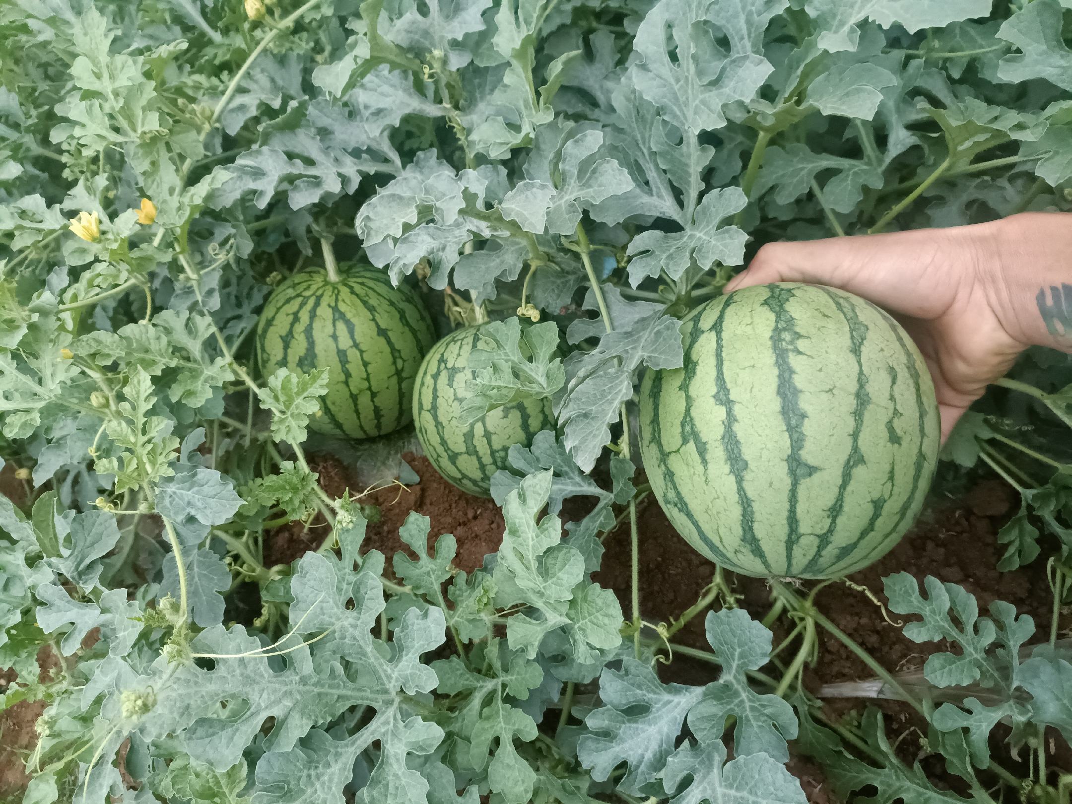 成熟特小凤西瓜果肉鲜红多汁