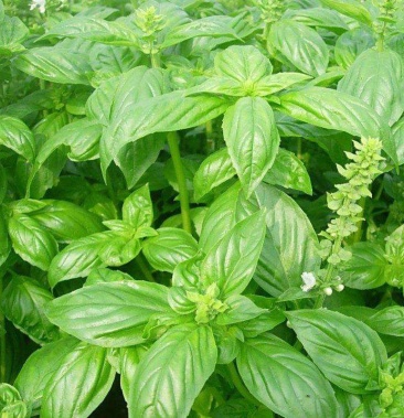 大叶罗勒种子台湾九层塔驱蚊易种药食两用香草种子