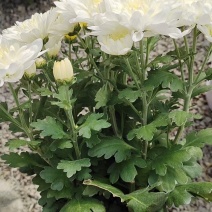 黄白菊花荷兰菊基地直发