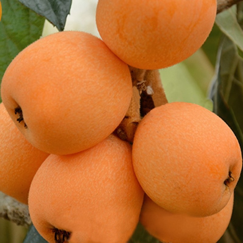 云南枇杷新鲜云南水果当季琵琶果大五星批把大宗批发