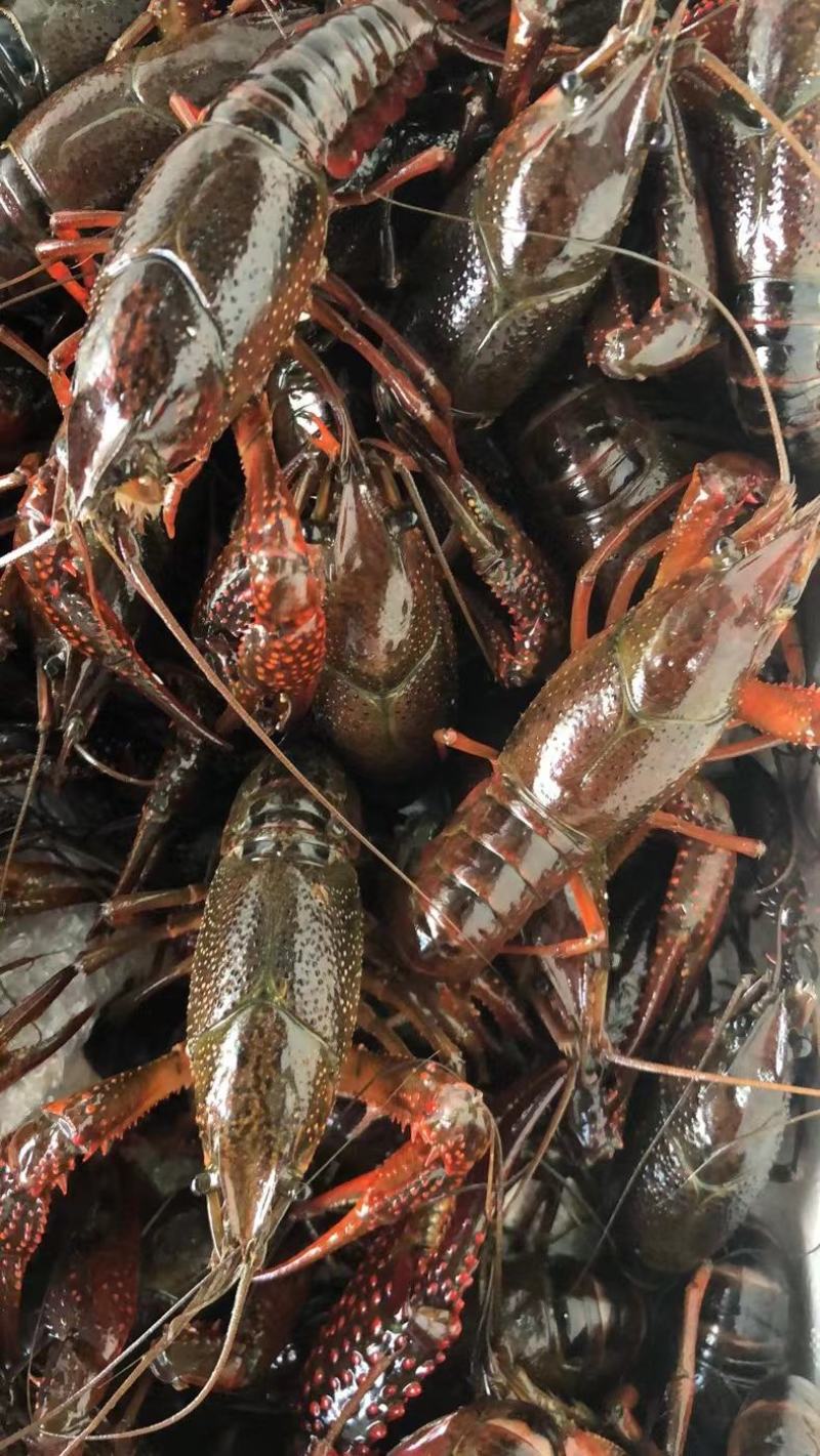 江苏小龙虾新品小龙虾自家基地对接餐饮饭店长期供应