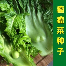 农家传统精品瘤瘤菜种子瘤芥菜种籽弥陀芥菜脆嫩鲜食腌制春秋