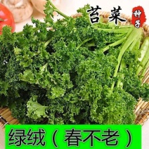 绿绒菜种子春不老黑菜种子青菜种籽庭院秋冬蔬菜种孑籽