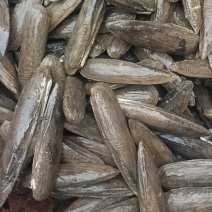 刀蚬，矛蚌，长期大量稳定供应，广佛清肇量大的可以送货上门