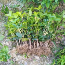 【自产自销】四季桂四季桂苗月桂一年四季开花批发价【包邮】