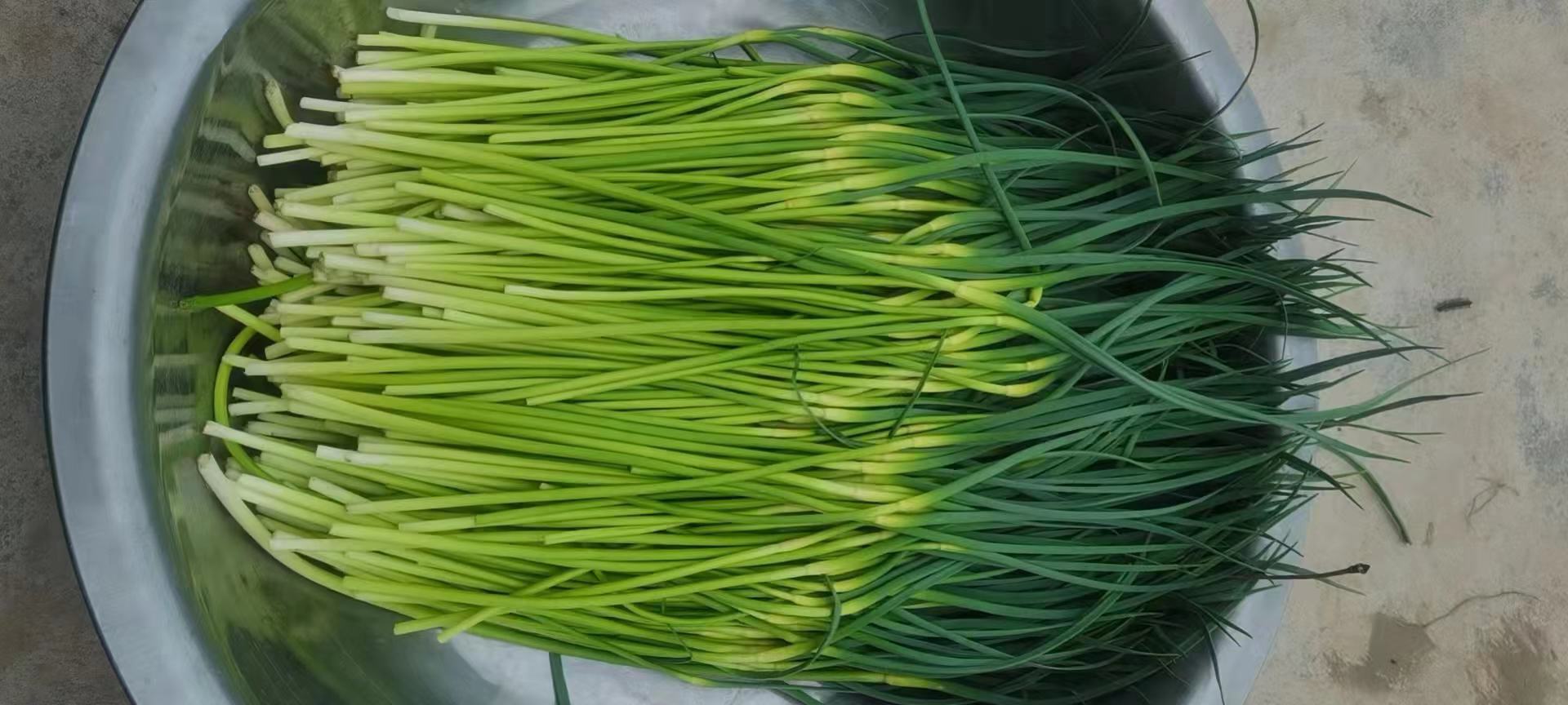 一碗色泽翠绿、调料均匀的凉拌蒜薹丝成品,旁边配有香菜点缀 凉拌蒜薹丝成品图