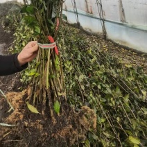 北美冬青切枝40公分到80公分北美冬青基地