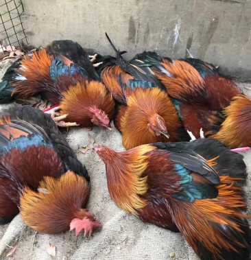 [阉鸡批发]荔枝园走地鸡价格20.00元/斤 - 一亩田