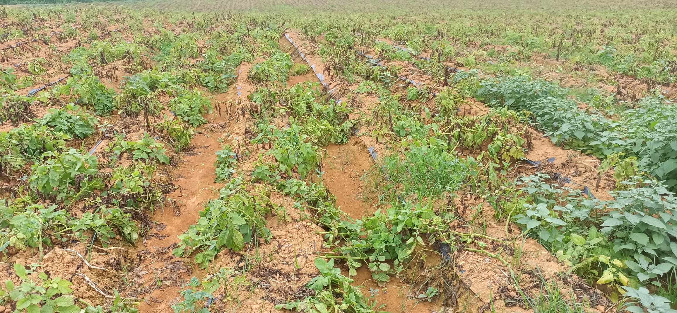 萝卜茬地土壤翻耕