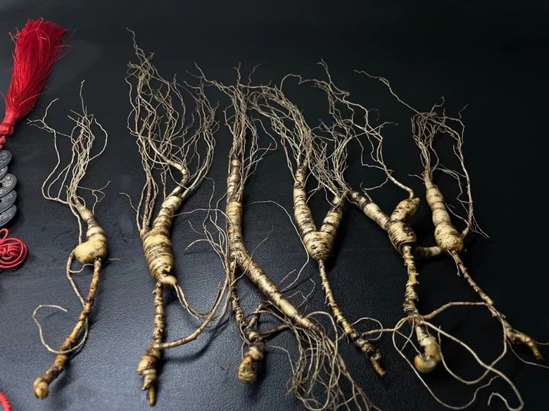 20年以上林下参实物特写