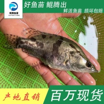 鱼苗桂花鱼鲲腾鱼苗好鱼苗鲲腾出产地直销百万现货