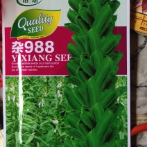 怡想杂交988白芝麻种子，抗病性好，千粒重4克左右