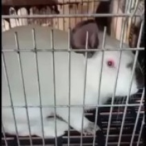 肉兔，兔仔，公兔一率半价